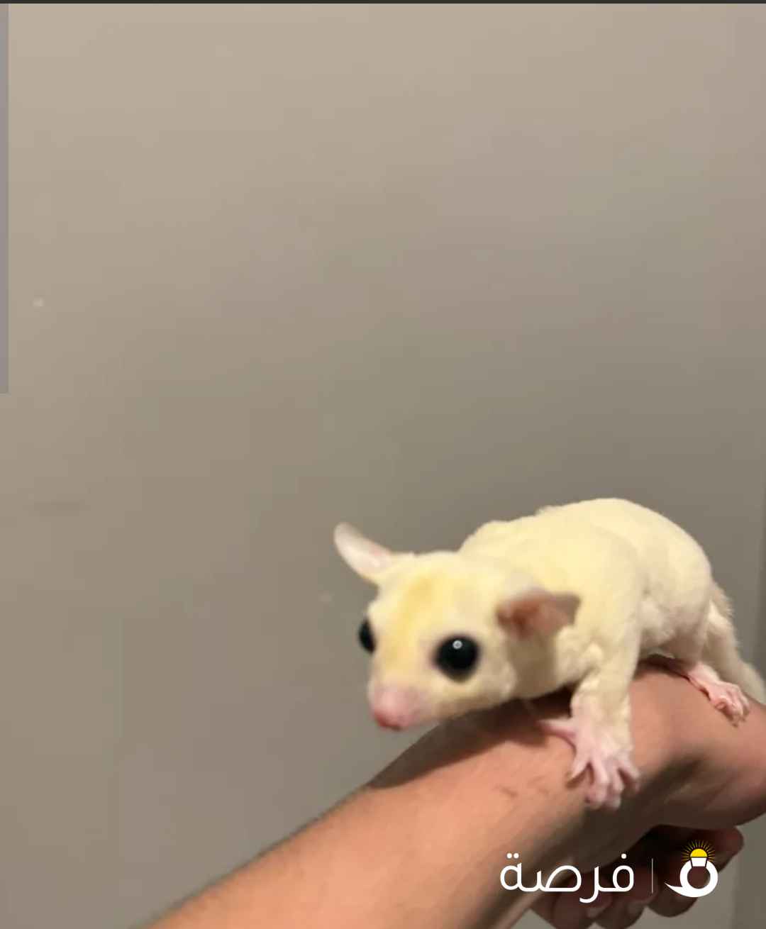 للبيع سنجاب شوقر قلايدر /التواصل خاص رجاءاً