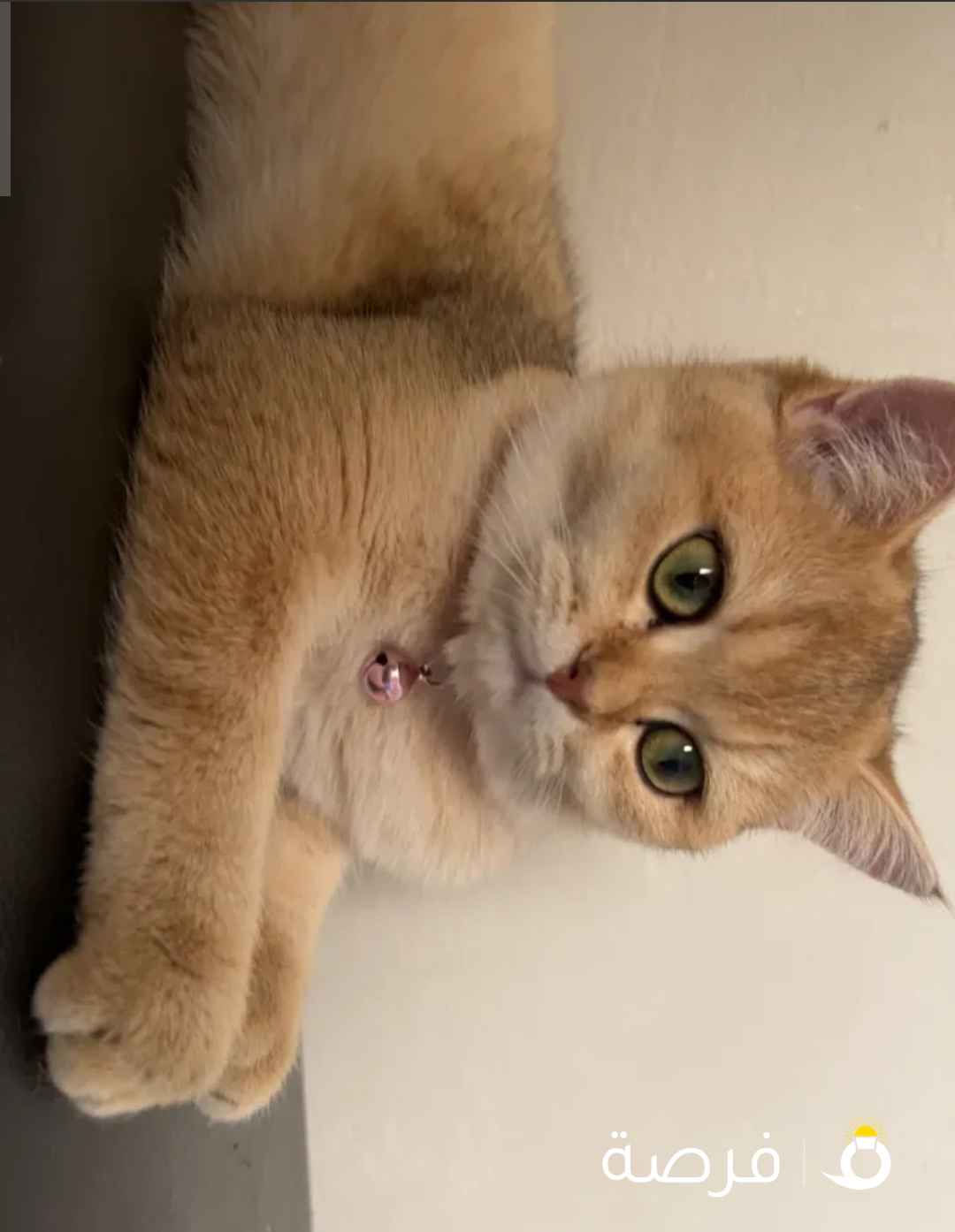 للبيع قطوه قولدن فولد