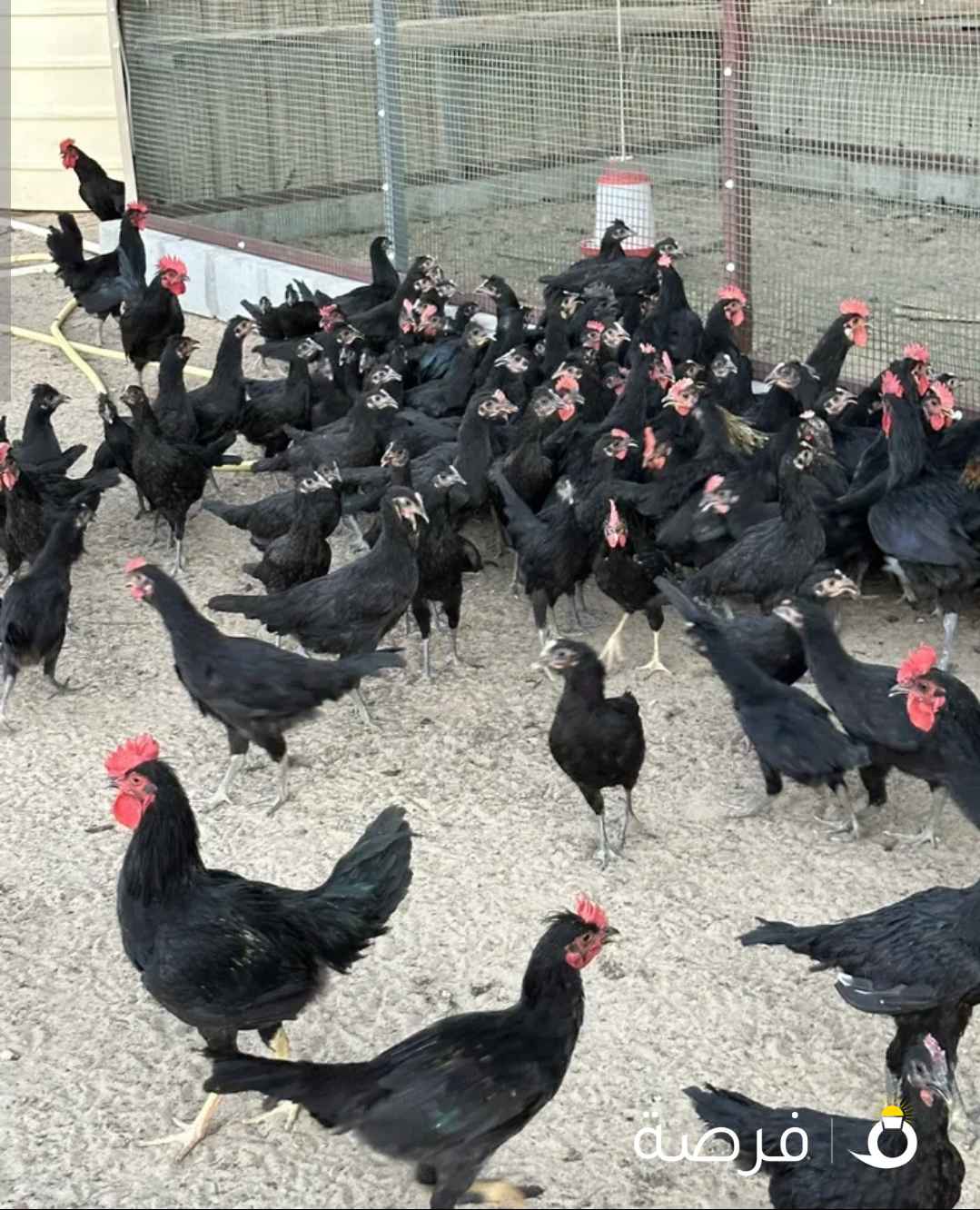 للبيع دجاج عقارب اقل عدد 10 حبات