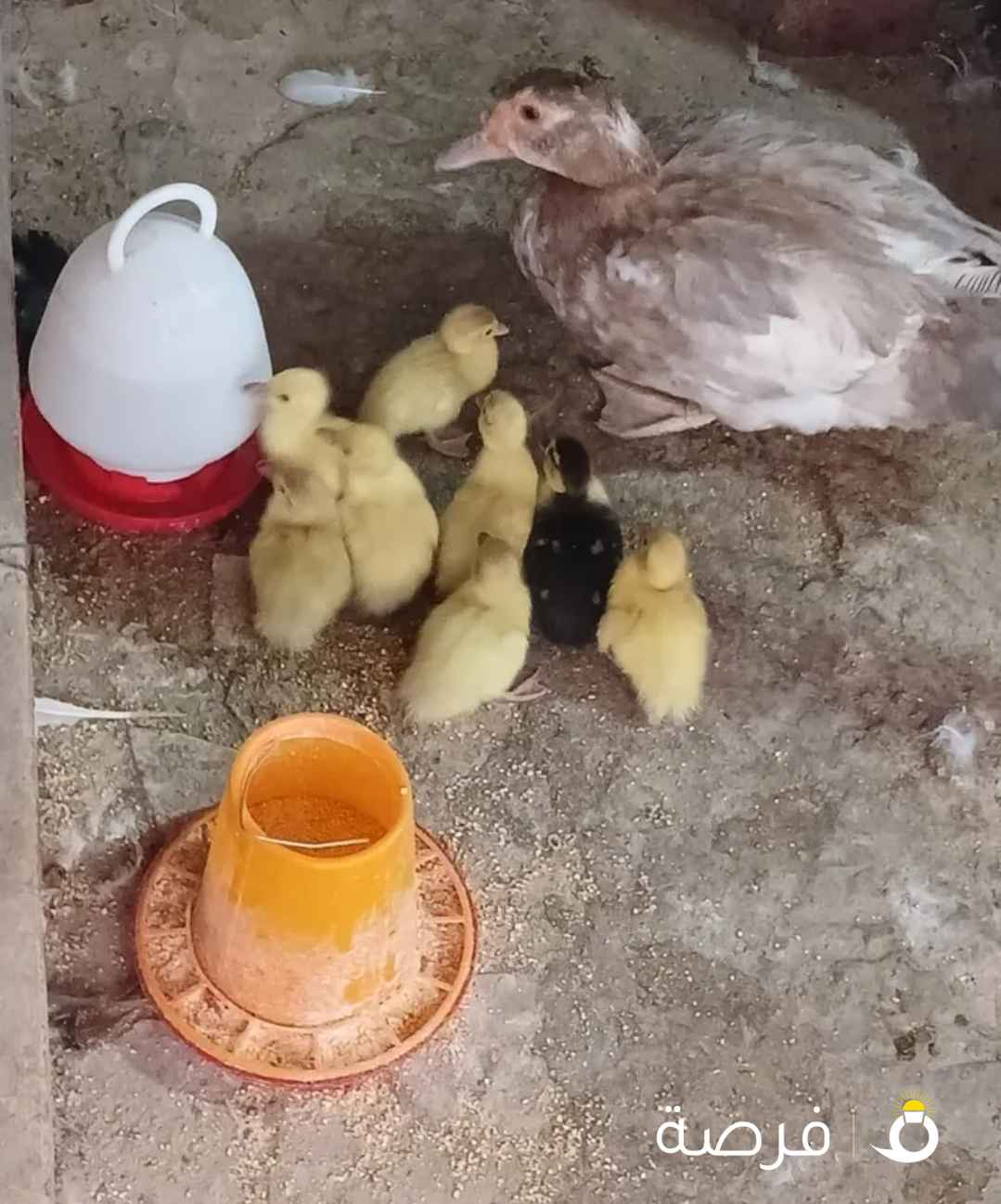 بط بلدي مصري عمر 2يوم وعمر 20 يوم وعمر شهرين