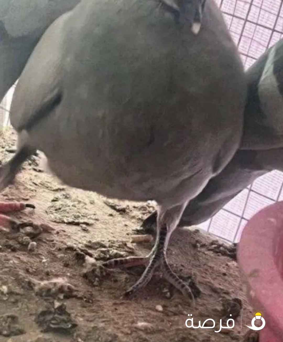 البيع فروخ حمام زاجل