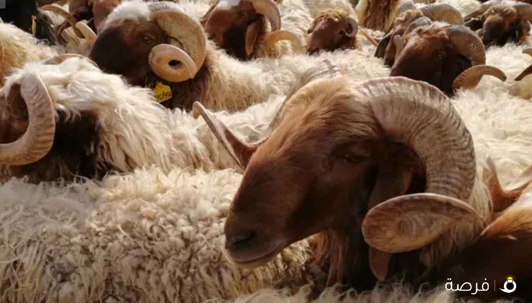 اضاحي وخرفان