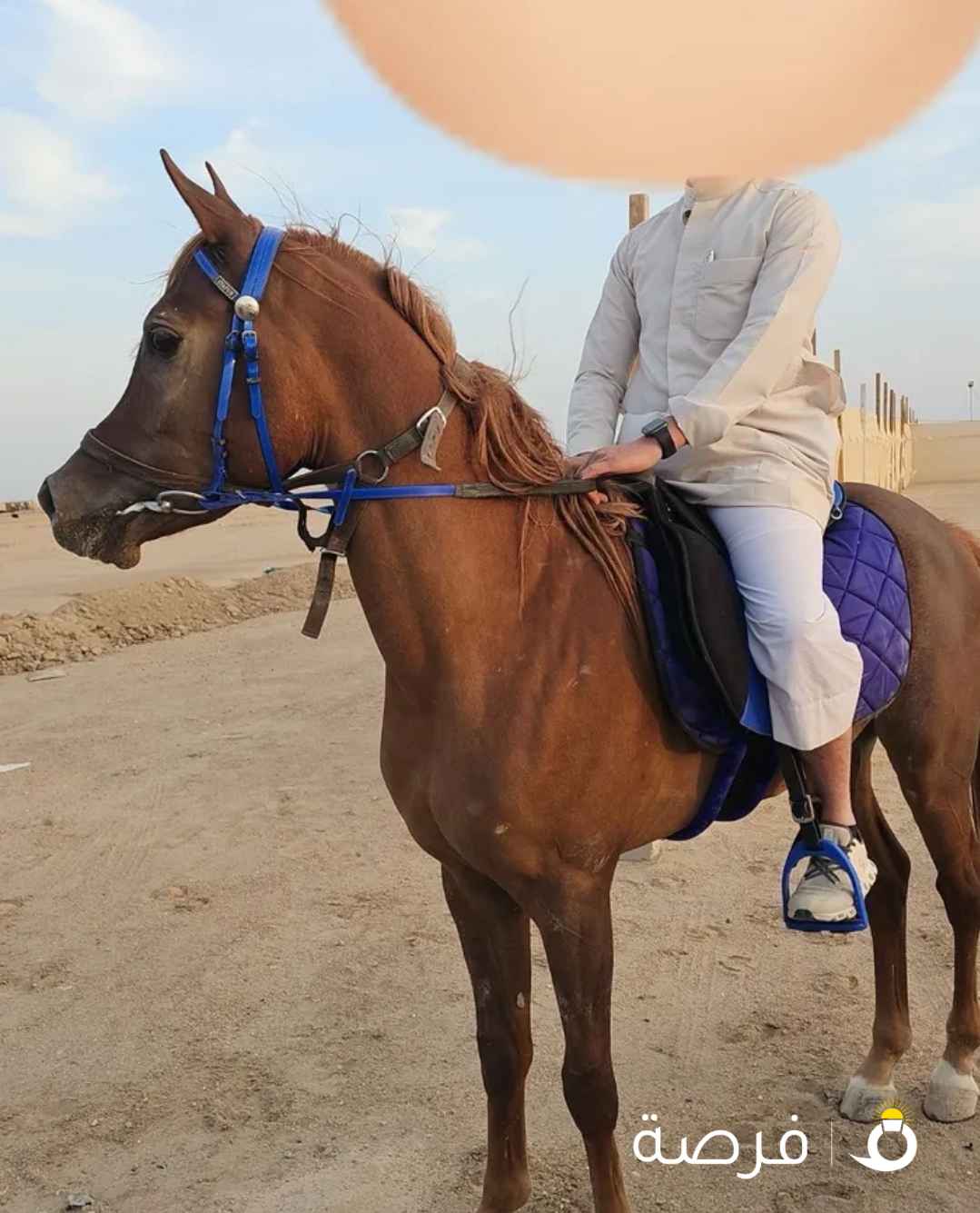 حصان مصري بيور