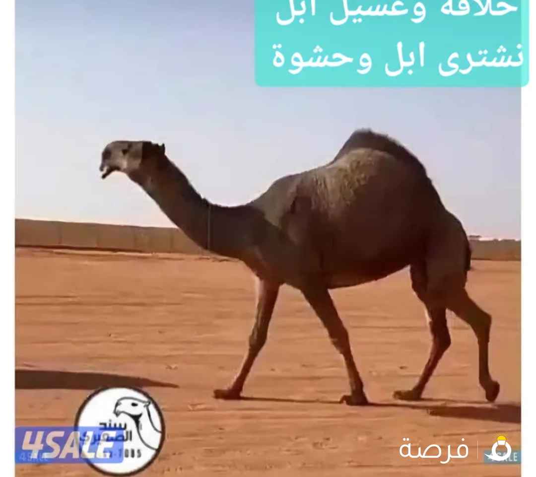 حلاقة وغسيل ابل كل مناطق الكويت
