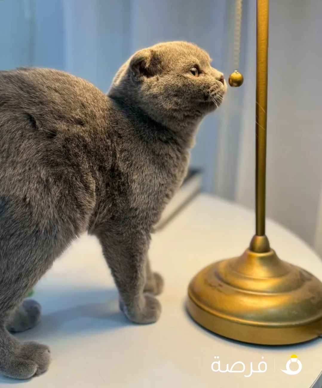 للبيع قط ذكر بيور بريتش