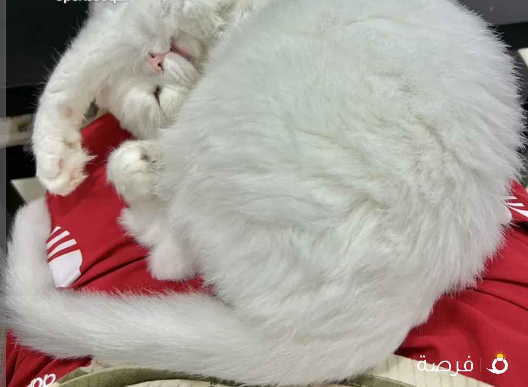 قطوة للبيع أو للتبني