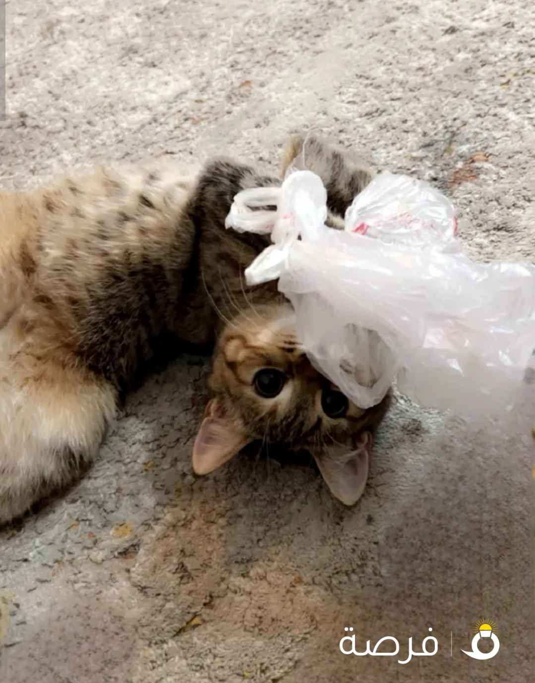 قطه لى التبني