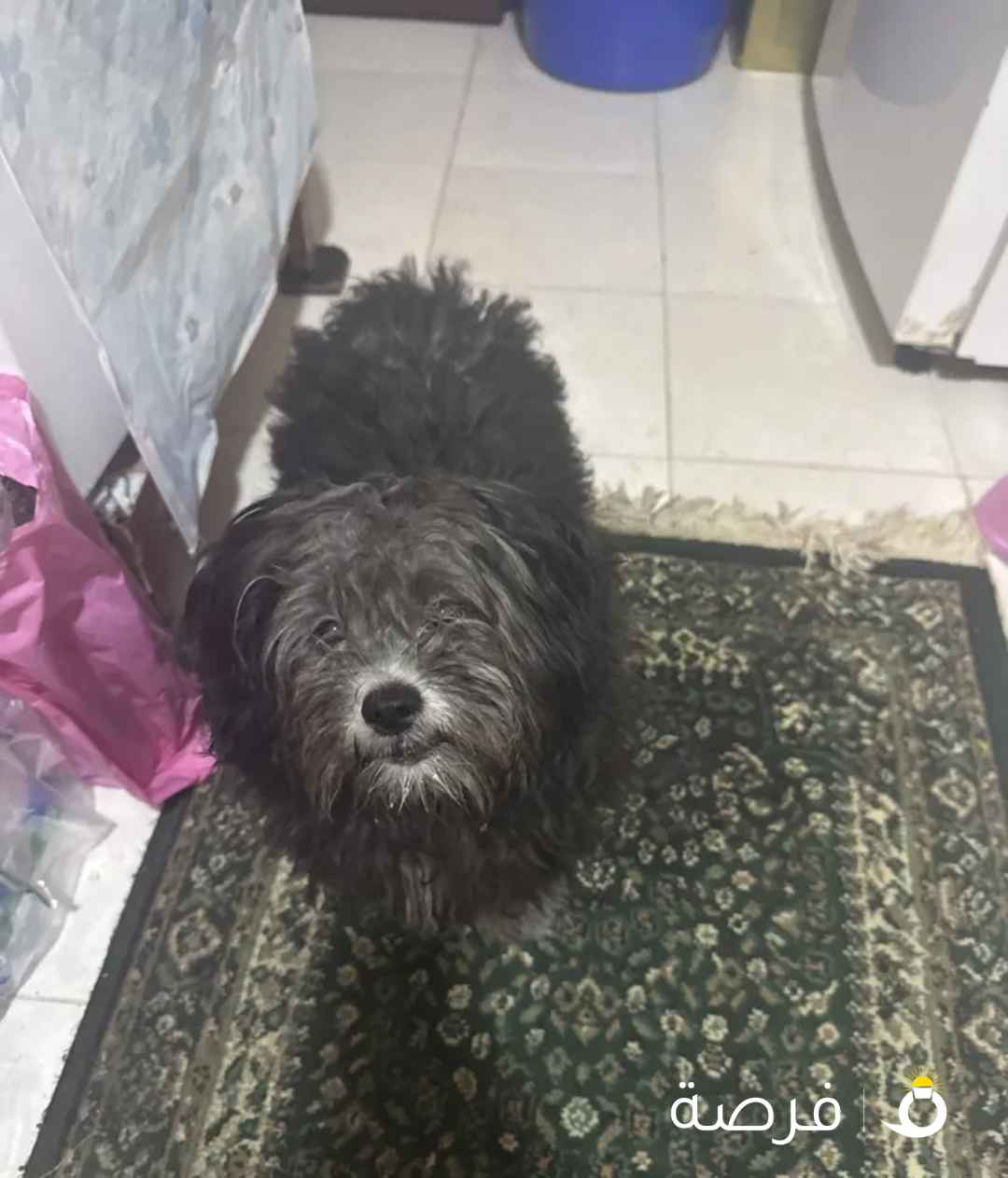 كلبه شيدزو اصلي العمر 6 شهور واخده مرتين تطعيم وباقي تطعيم واحد فقط الاسم كوكي