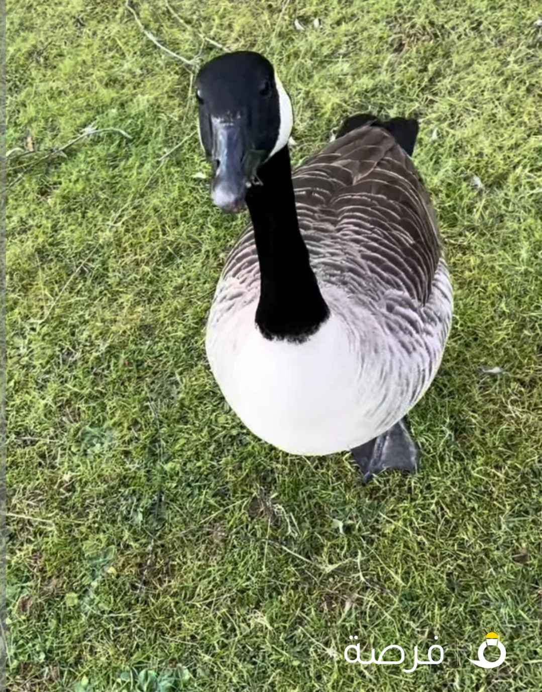 الاوز الكندي