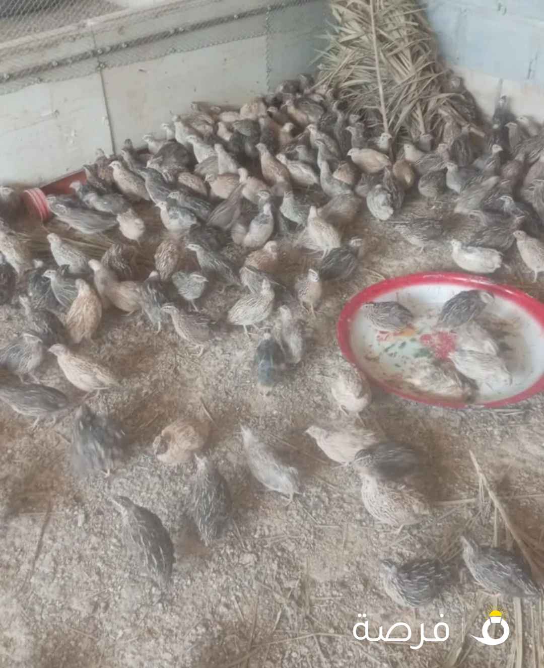 للبيع فري الكميه متوفره بياض