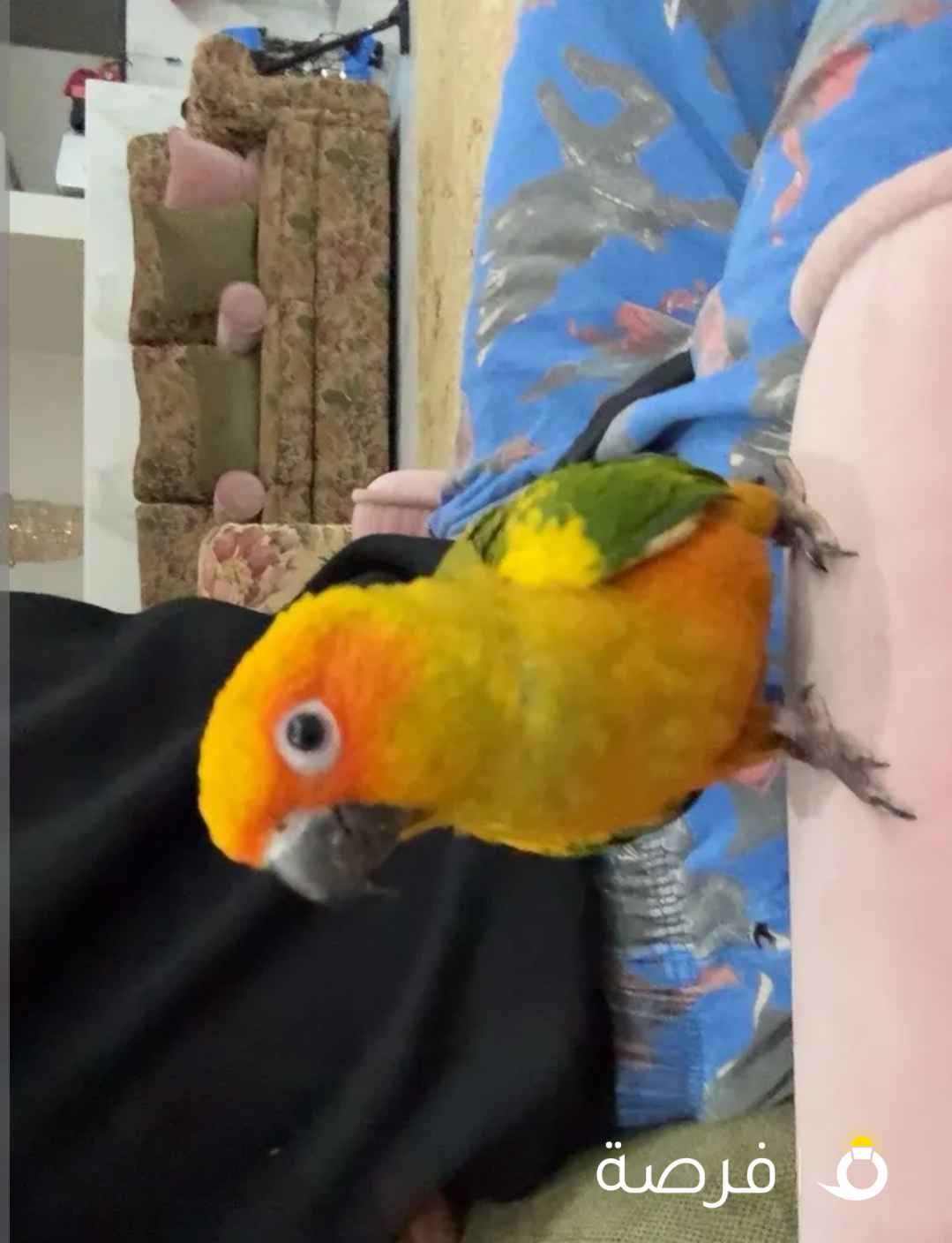 صن كنيور ربوه100‎%‎