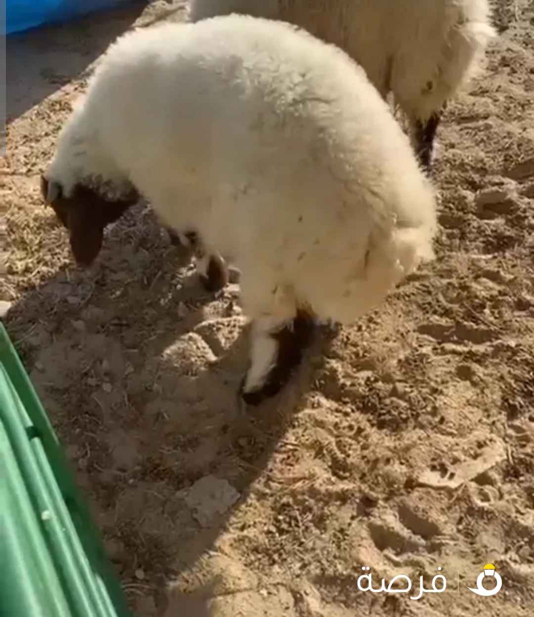 طليان للبيع