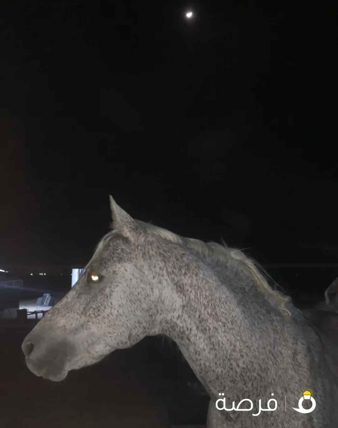 حصان عربي بلدي