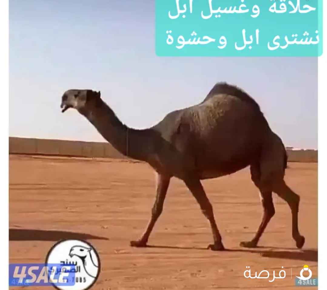 حلاقة وغسيل ابل كل مناطق الكويت