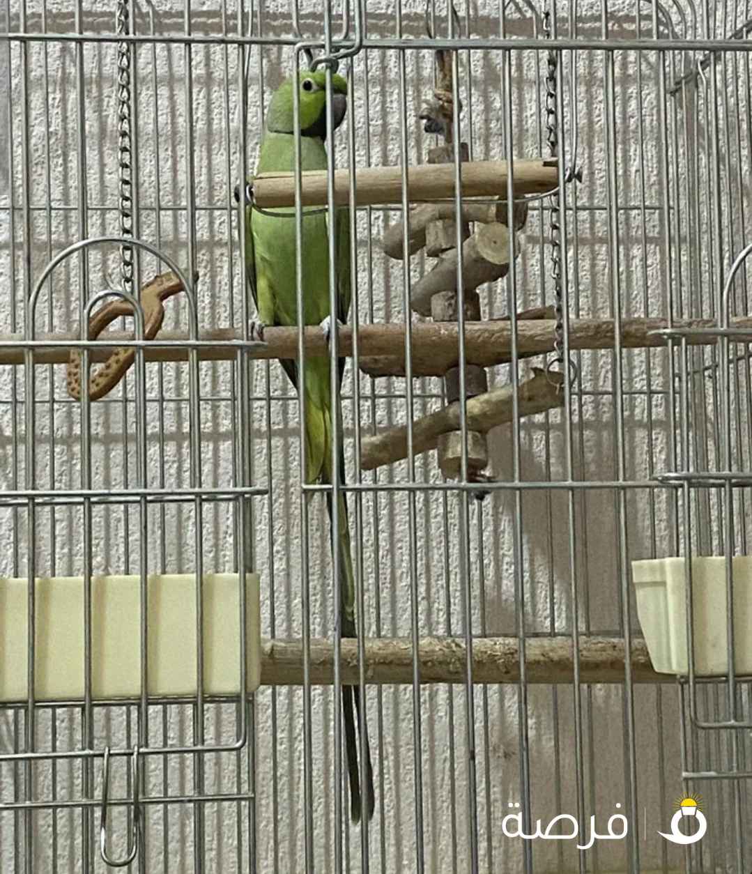 ببغاء أفريقي للبيع مع القفص او بدونه
