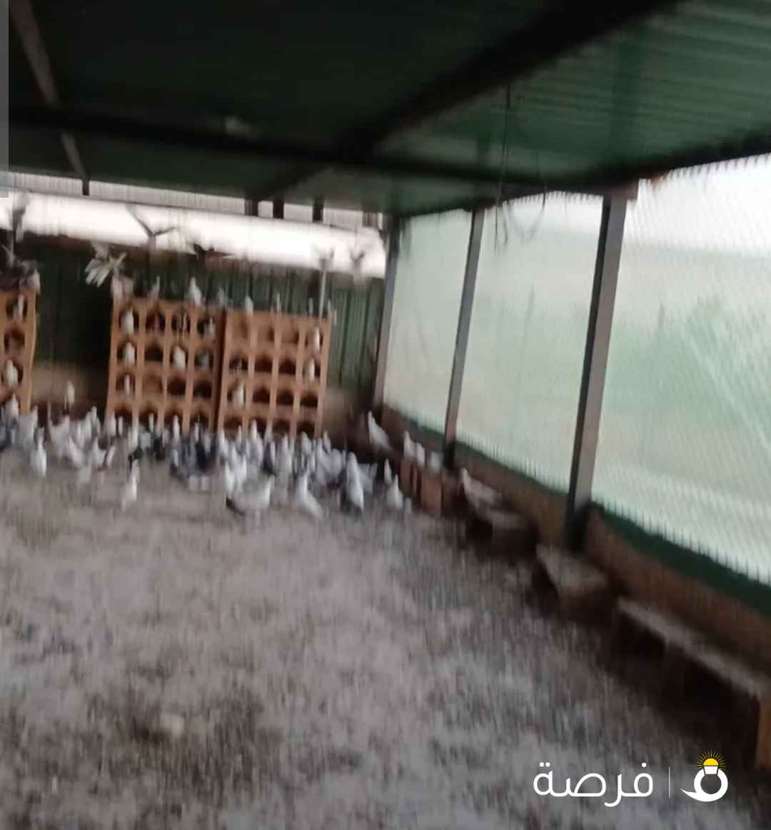 حمام أصناف مختلفة للبيع