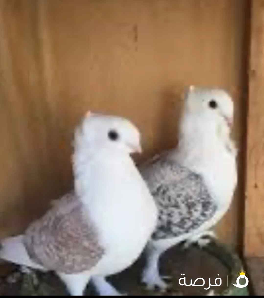 الي عنده حمام حب الرمان