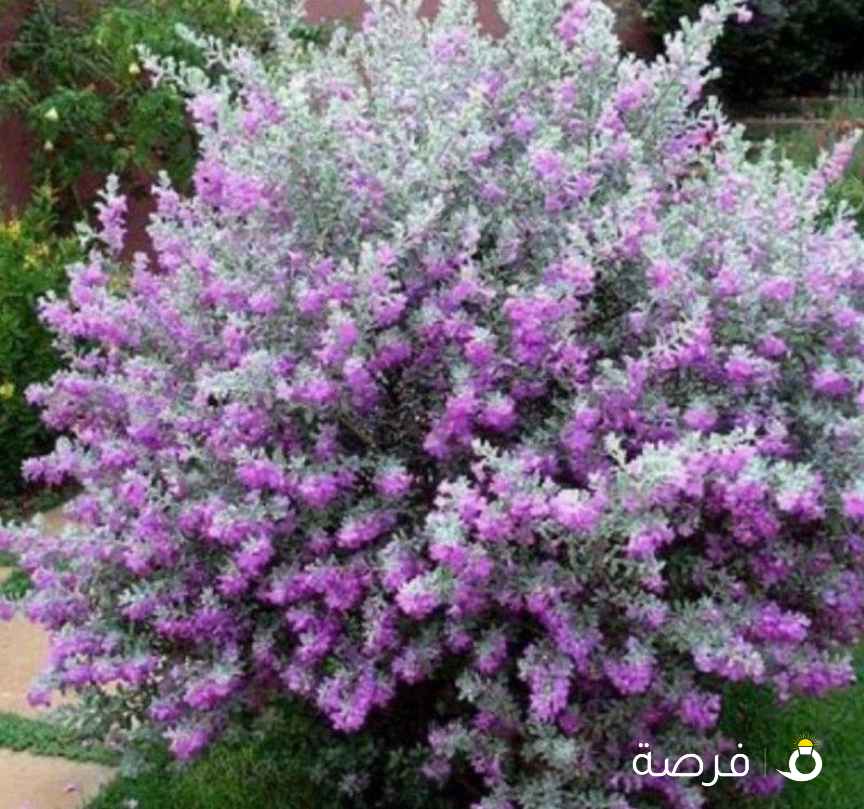 مدير مشاريع لشركة نظافة عقود حكوميه وعقود اهليه