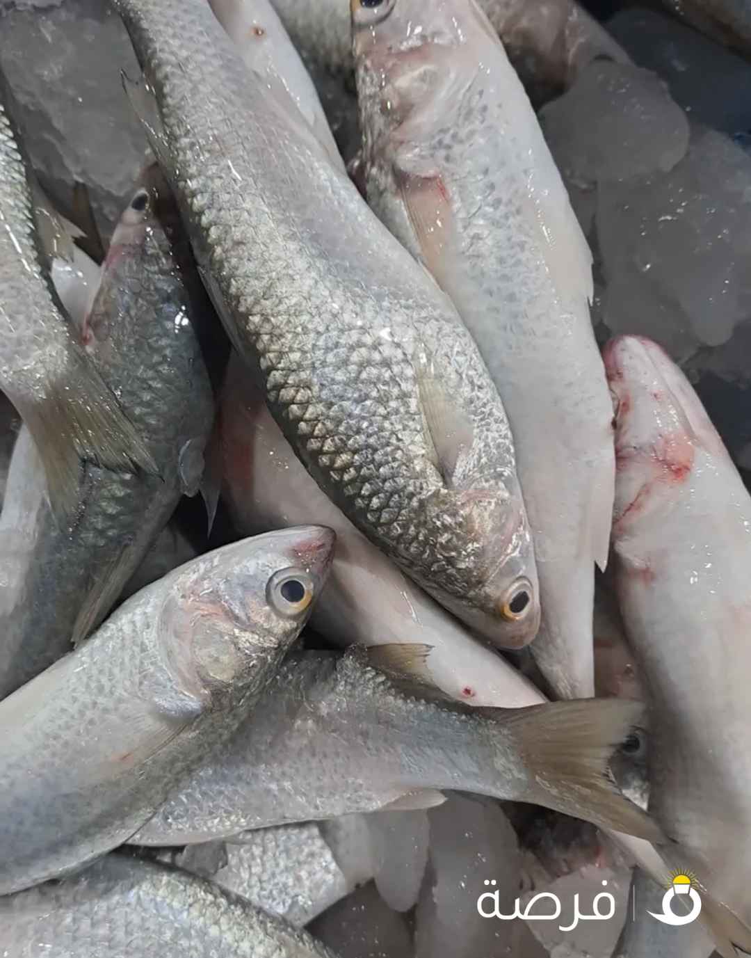 جميع الأسماك تنضيف وتوصيل جميع مناطق الكويت ثقتكم بنا تبدأ من التجربة الاولي