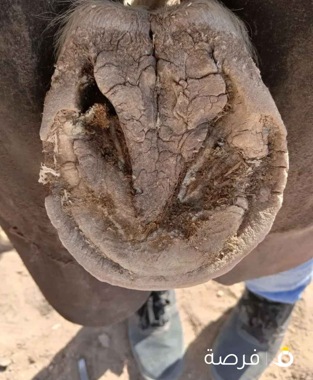 أحذية الحصان تقليم قص شعر الحصان