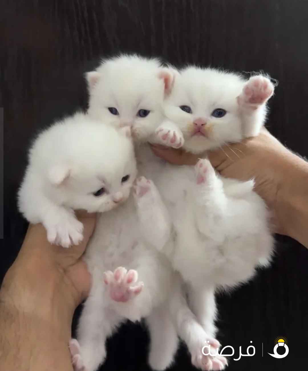 Pure Persian Kittens For Sale