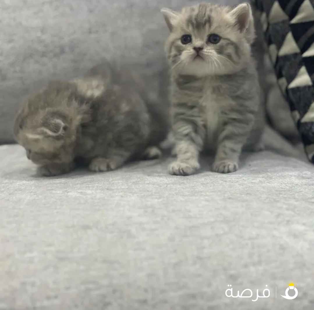 قطوه كيوت للبيع