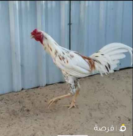 للبيع تايلندي بيور