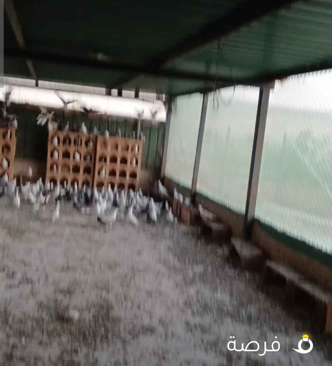 حمام أصناف مختلفة للبيع