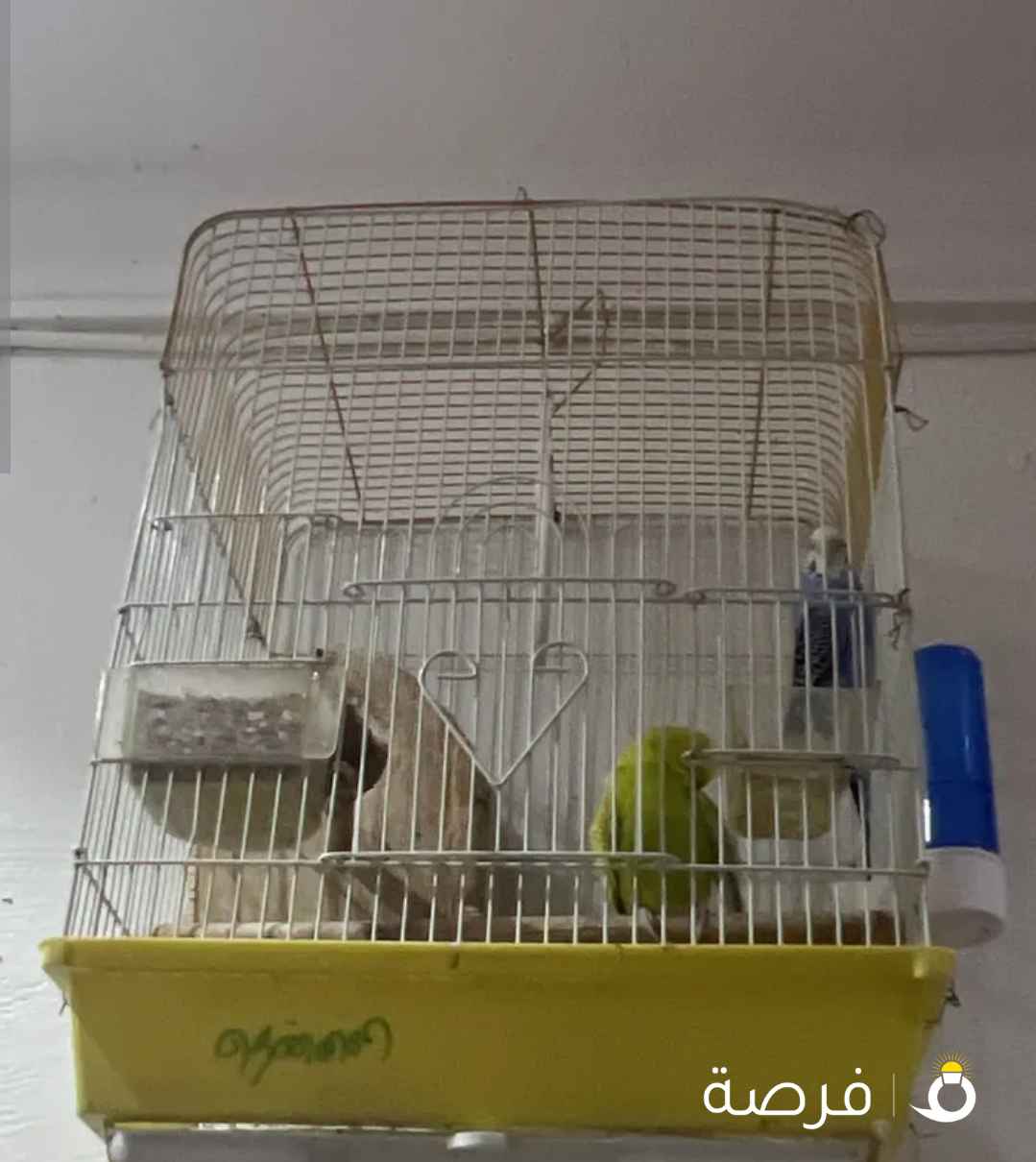 للبيع طيور حب مع الغفص و الخانه والأكل
