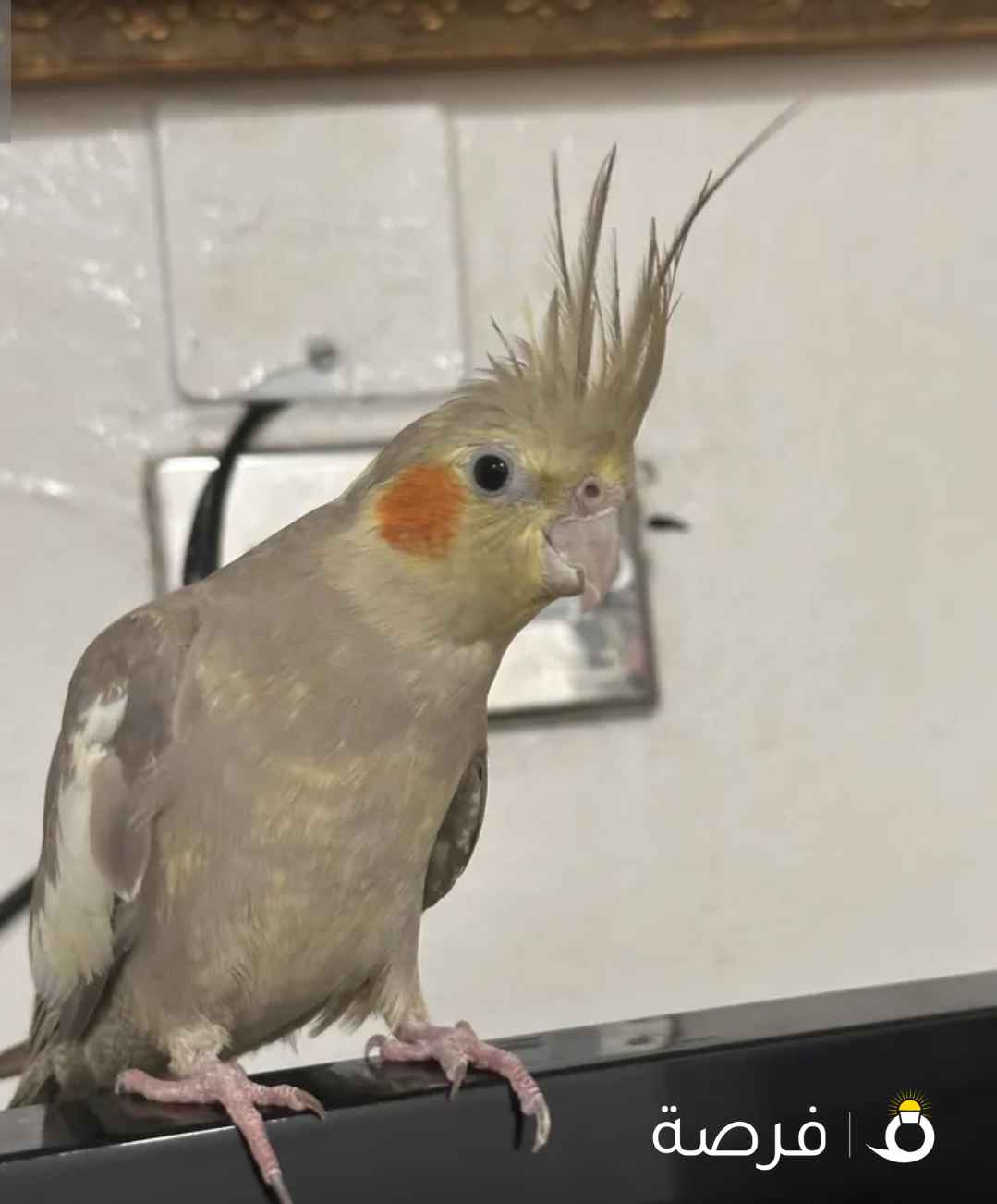 ‏طائرة كروان