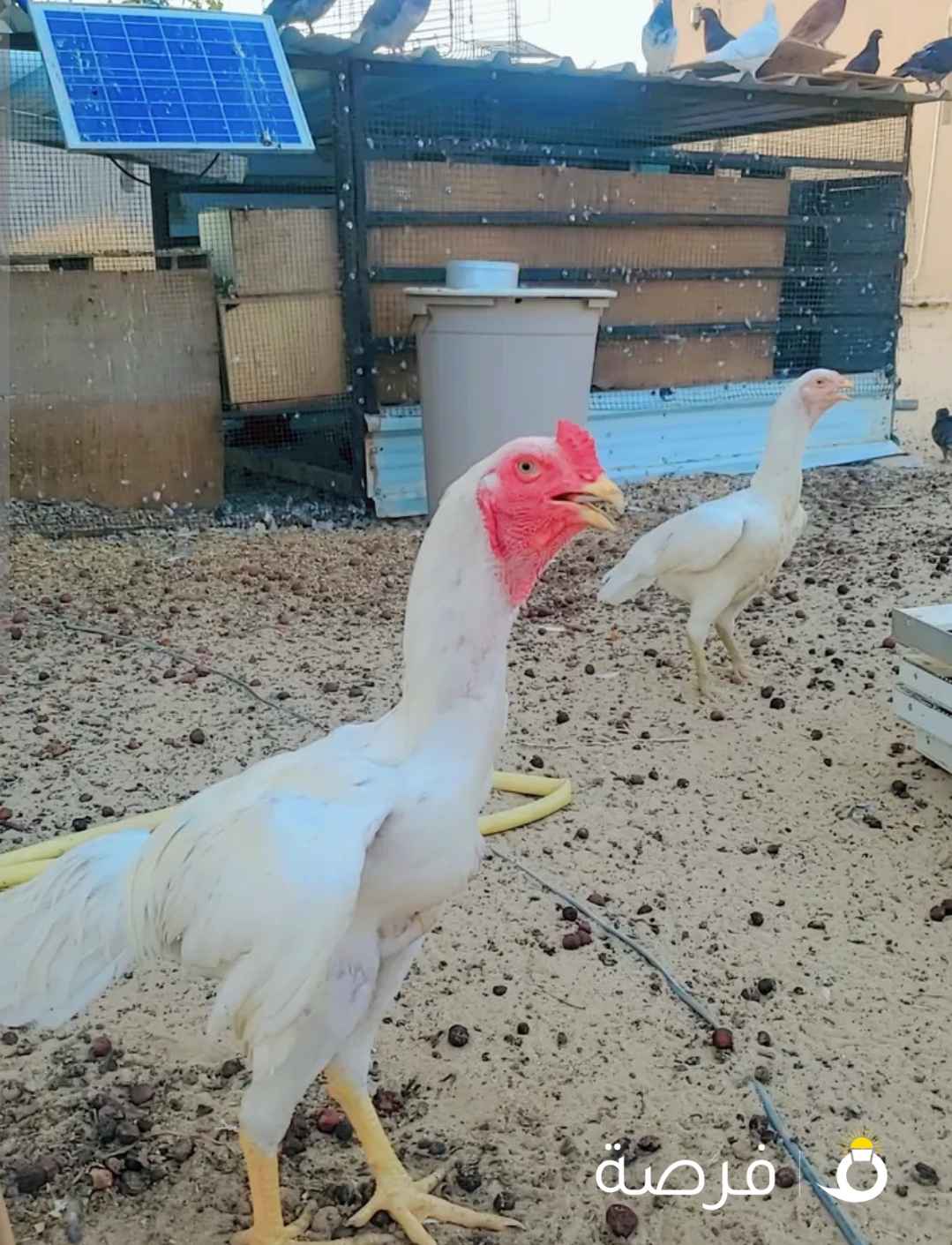 للبيع ديج و دجاجه تايلندي مزارعه الوفره