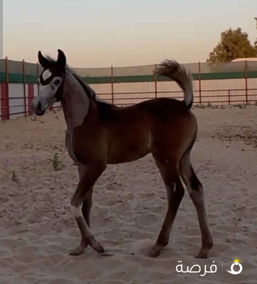 للبيه مهر مصري بيور