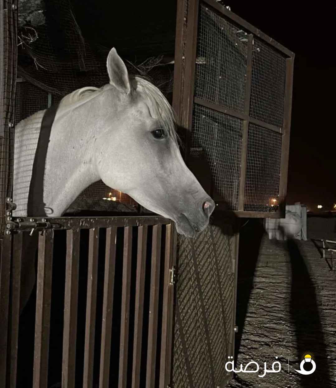 حصان مصري مواليد 2017