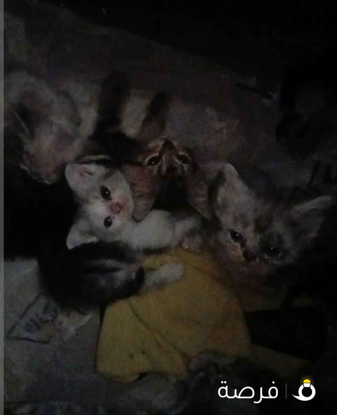 قطط لتبني في الفنطاس