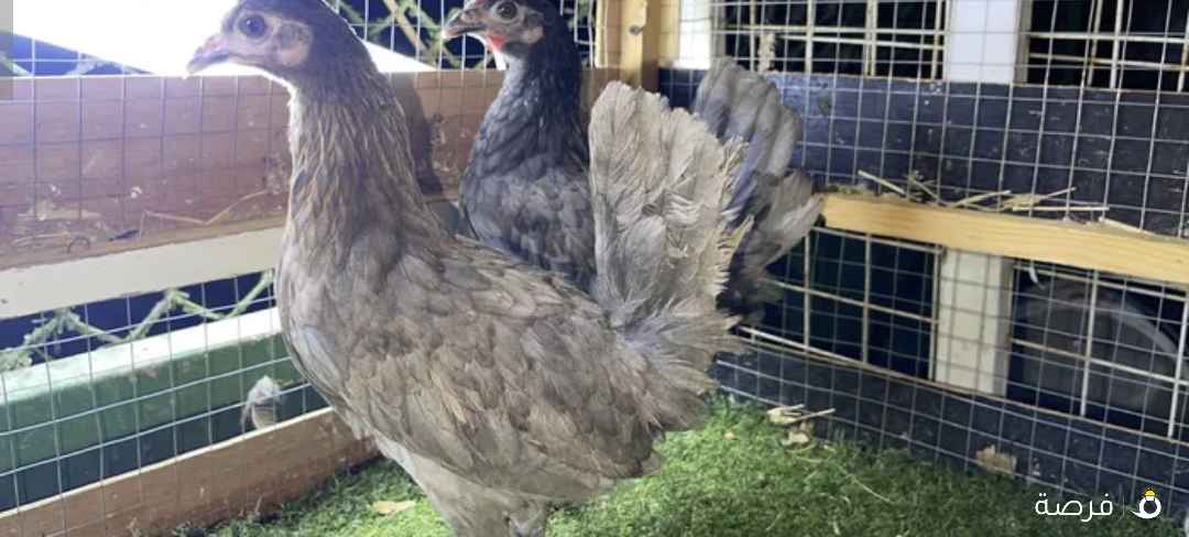 للبيع دجاج
