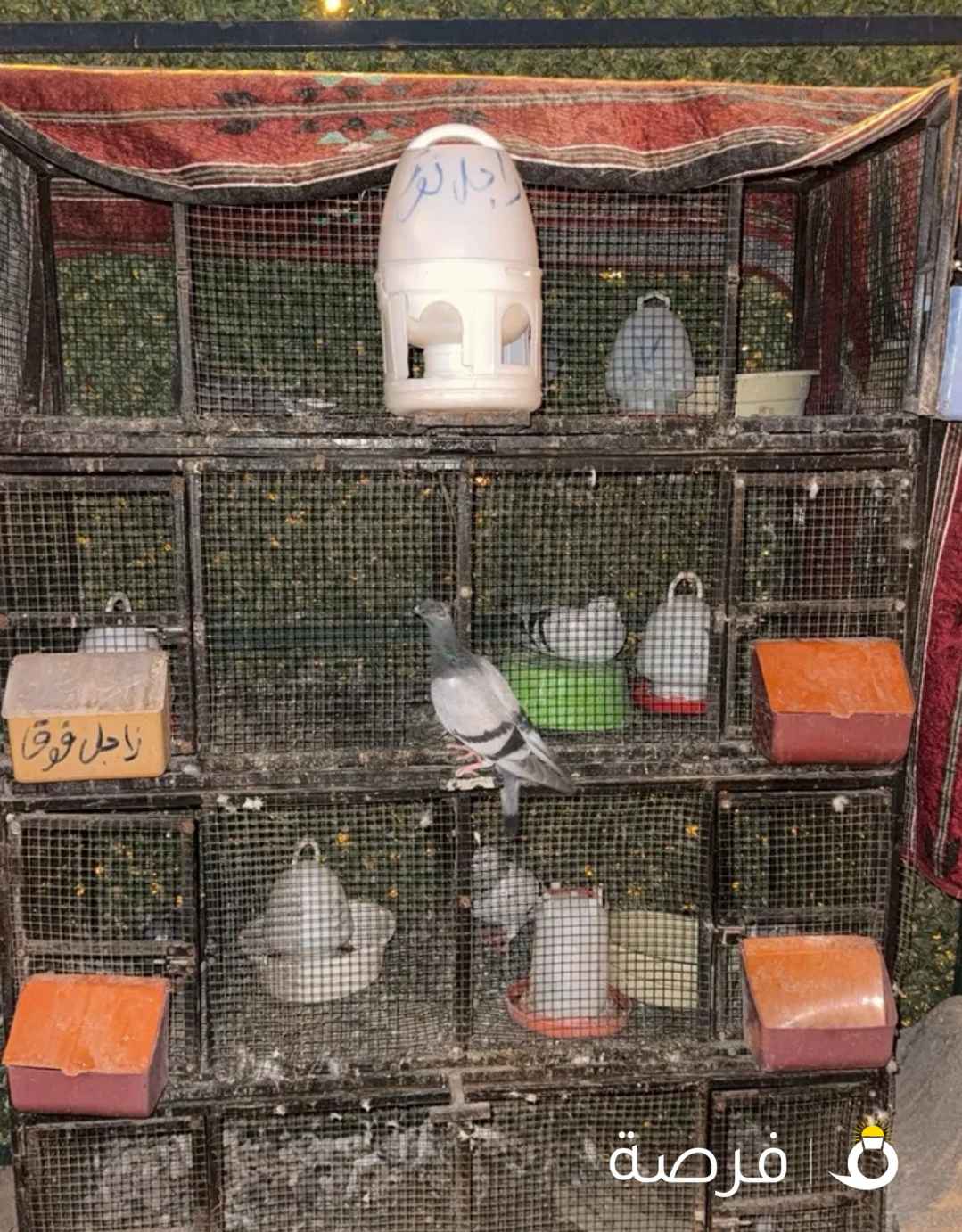 حمام ما اعرف نوعه و القفص معه