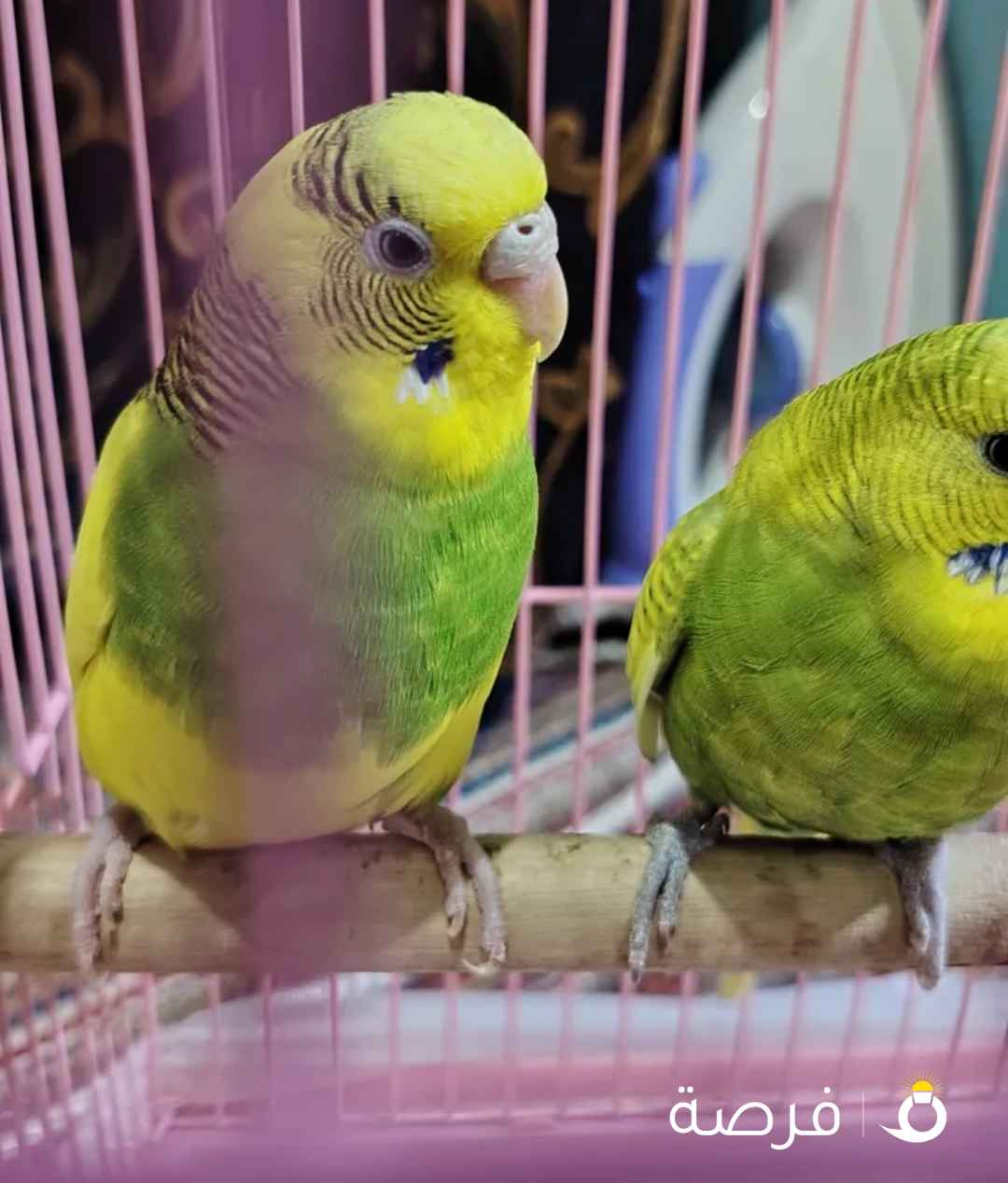 Love birds for sale