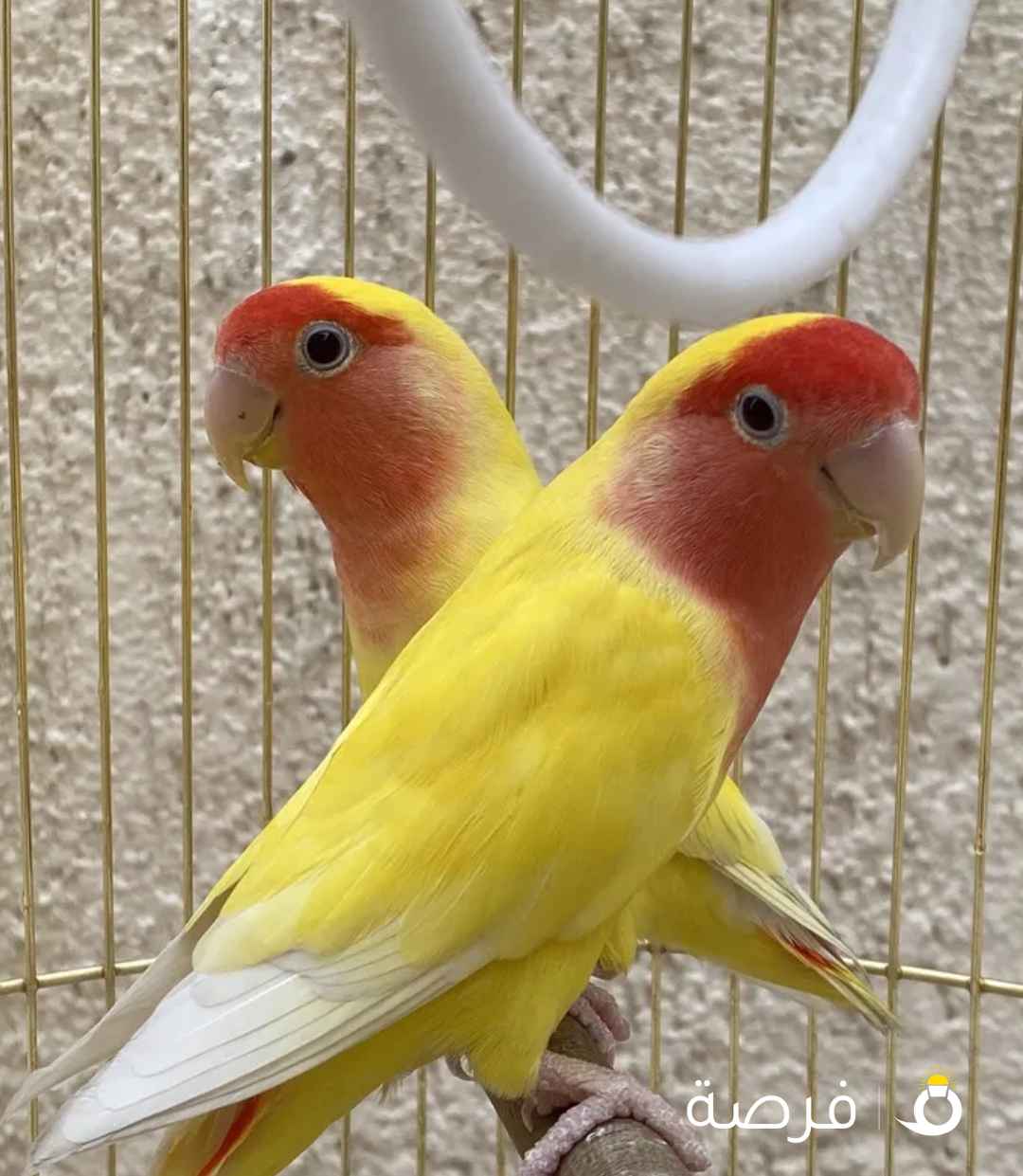للبيع طيور روز lovebird ................................................... للبيع طيور lovebird