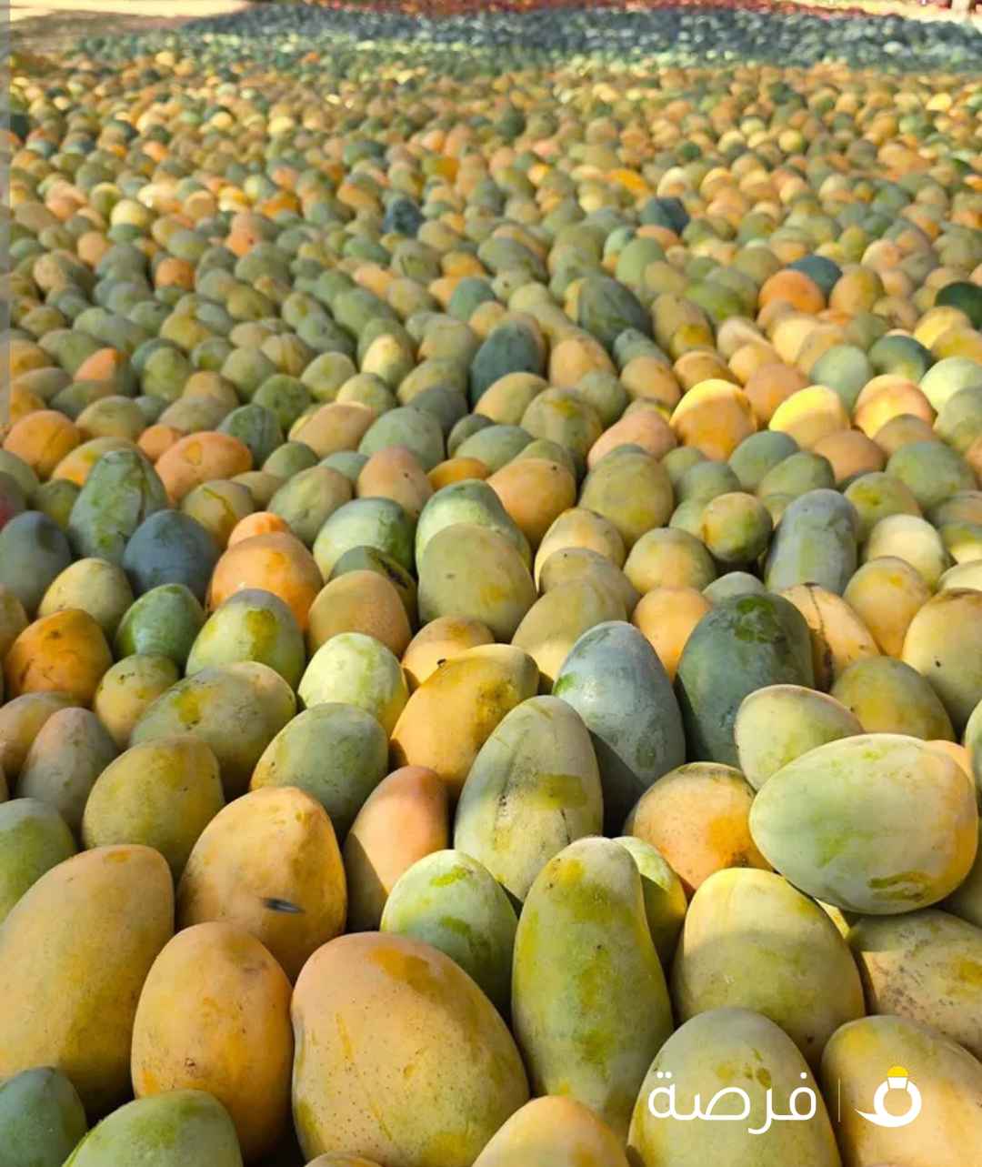 مانجا اسماعلاوي مصري للتصدير افضل المنتجات يوجد جميع الخضروات والفاكهة الطازجة