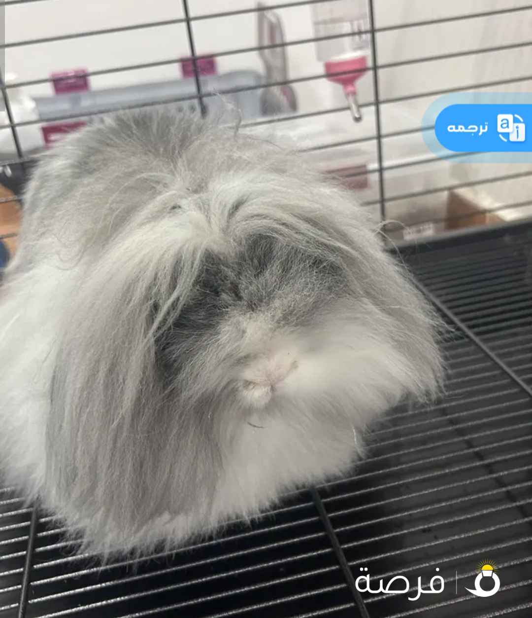 ارنب فرنسي نضيف