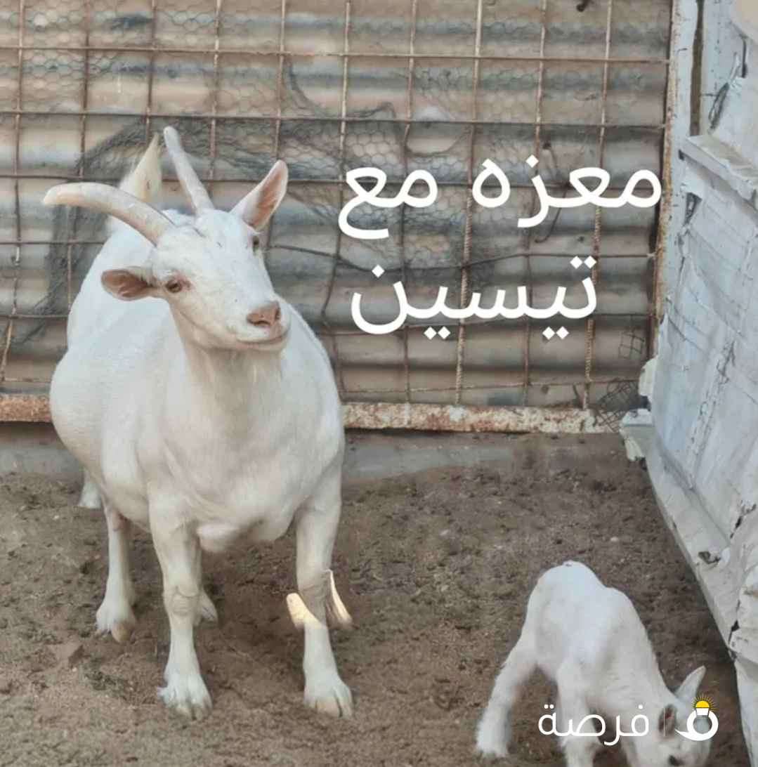 للبيع ماعز جيكي اعمار مختلفه
