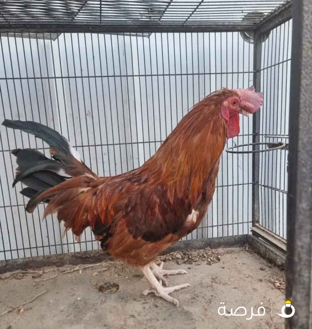 للبيع لوهمان