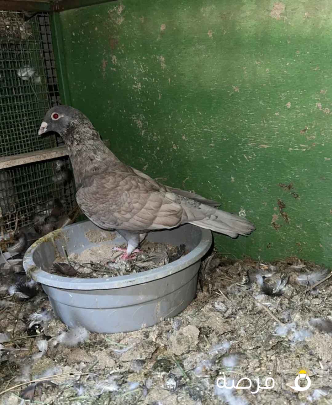 للبيع حمام زينة