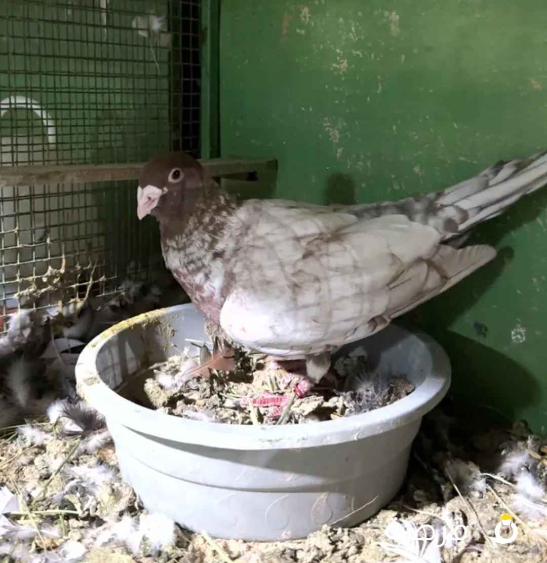 مطلوب حالا وبسعر مناسب