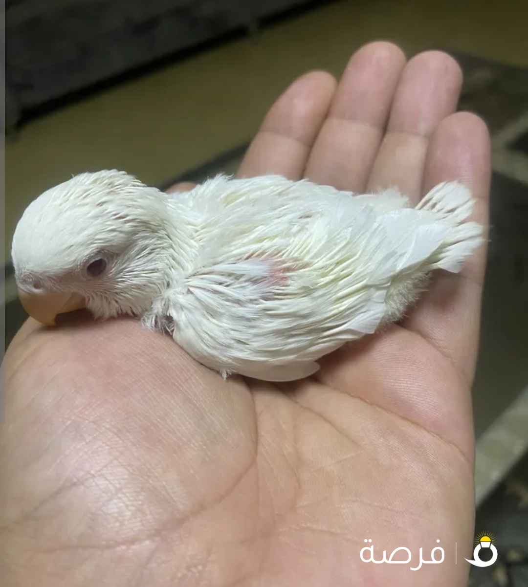 فرخ البينو بيور متعود على العس