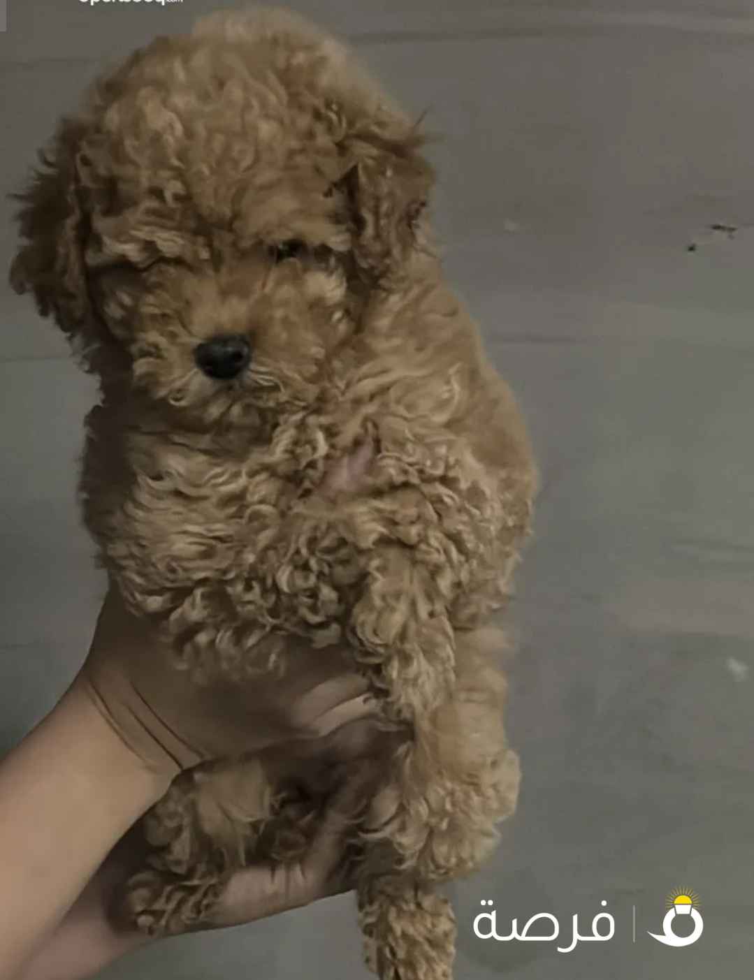 كلب توي بودل انثى بيور