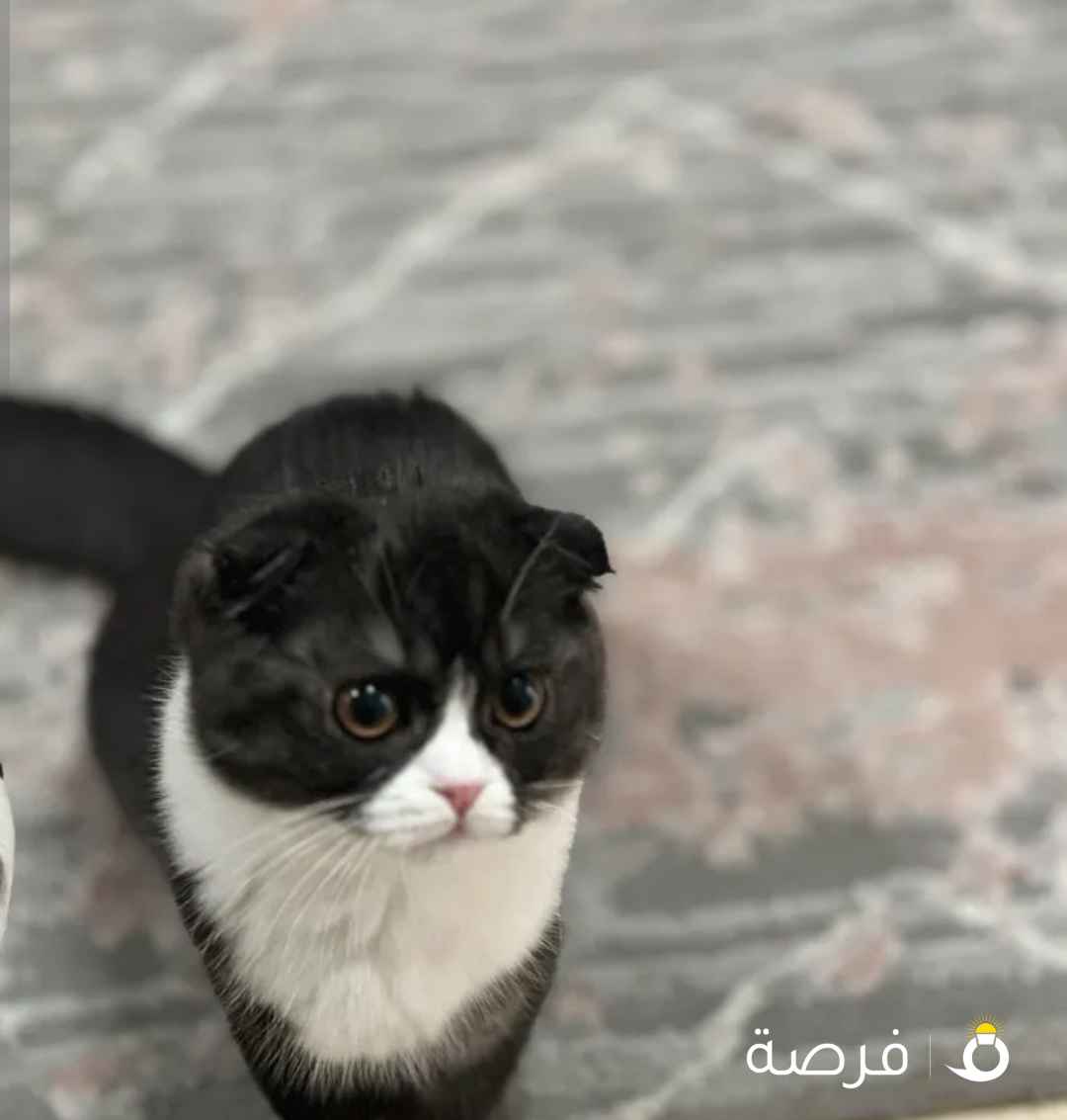 قطة سكوتش فولد للتبني – مطعّمة ومعقّمة -أليفة وجميلة جدًا