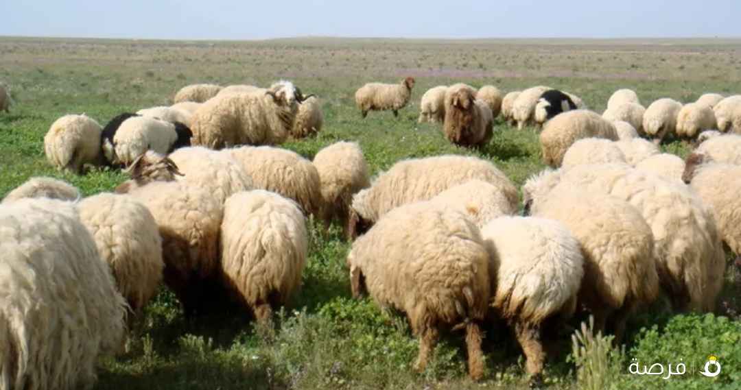 يوجد ذبايح وتمايم بارخص الاسعار