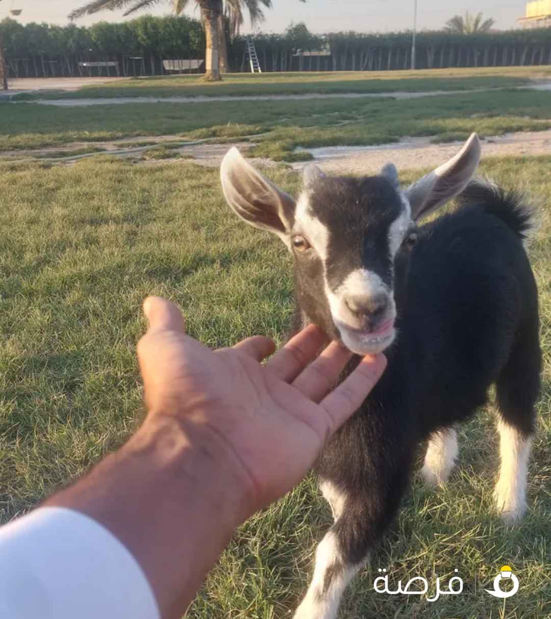 تيس تشيكي ربوه عمره شهرين ونص