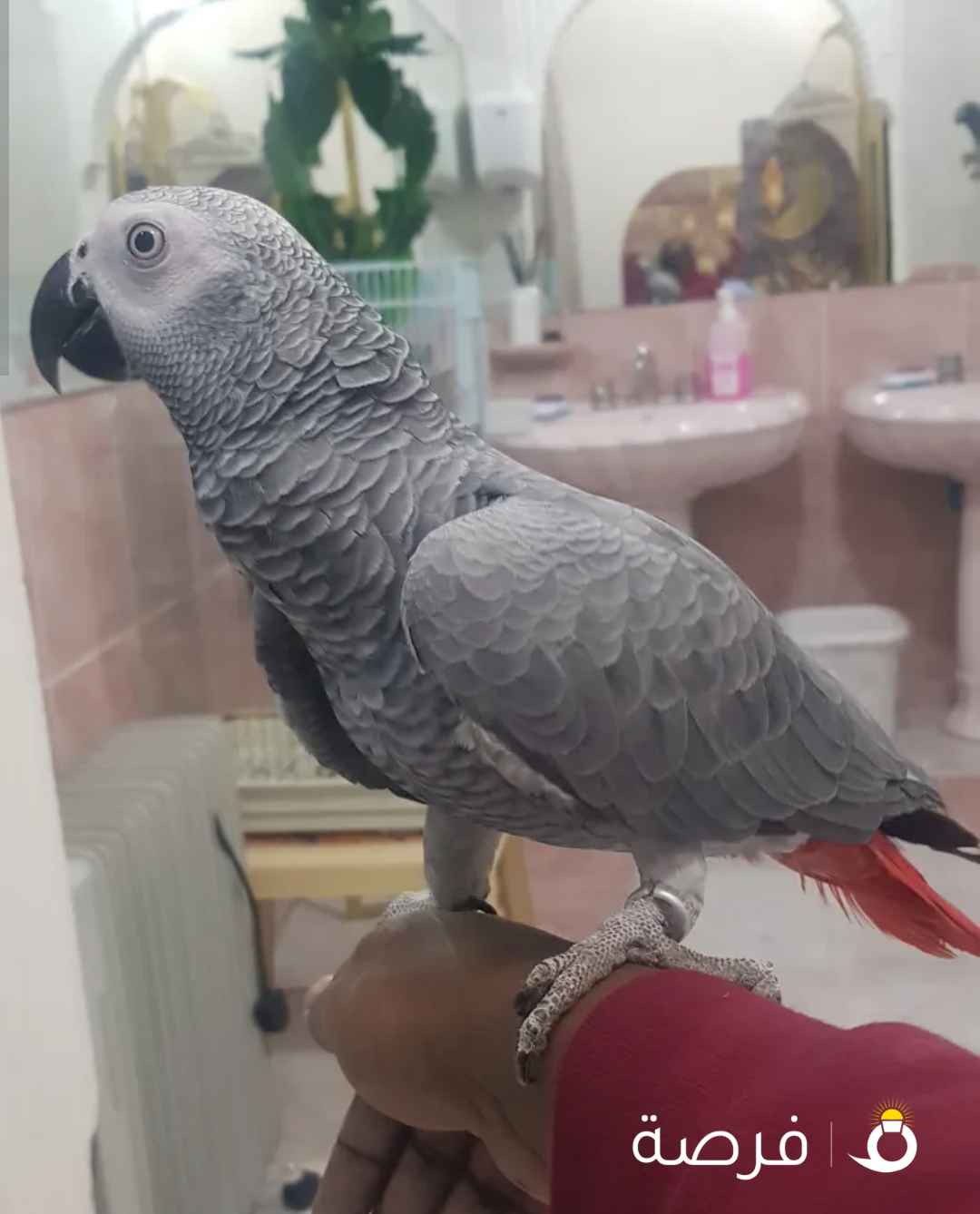 كاسكو فرح ياكل بروحه أليف حيل